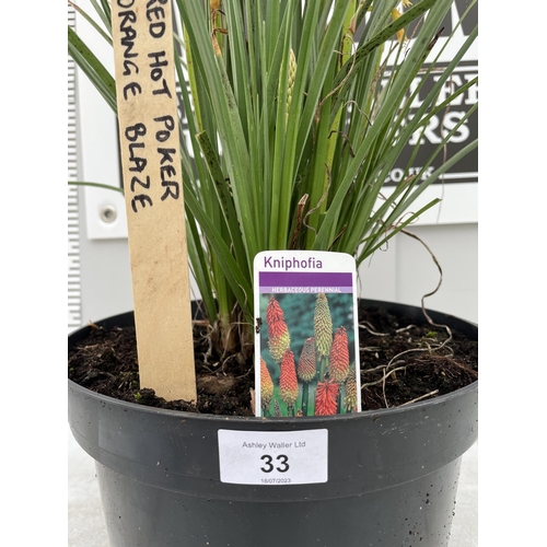 33 - A KNIPHOFIA RED HOT POKER ORNAGE BLAZE 90 CM TALL + VAT