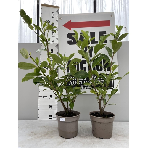 34 - TWO PRUNUS LAUROCERASUS ETNA BUSHES 130CM TALL + VAT