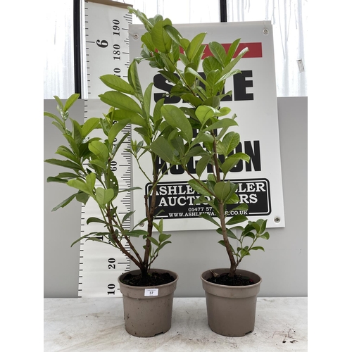 37 - TWO PRUNUS LAUROCERASUS ETNA BUSHES 130CM TALL + VAT