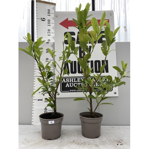 38 - TWO PRUNUS LAUROCERASUS ETNA BUSHES 130CM TALL + VAT