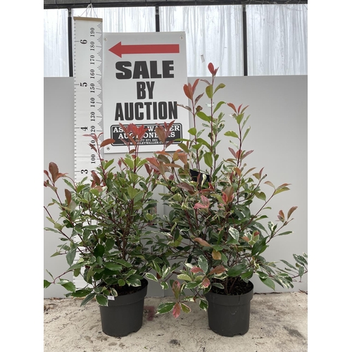 4 - TWO LARGE PHOTINIA FRASERI LOUISE SIZE C-10 160CM TALL + VAT