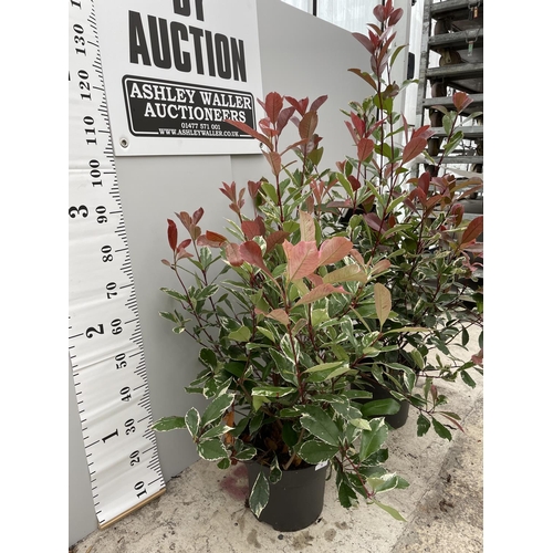 4 - TWO LARGE PHOTINIA FRASERI LOUISE SIZE C-10 160CM TALL + VAT