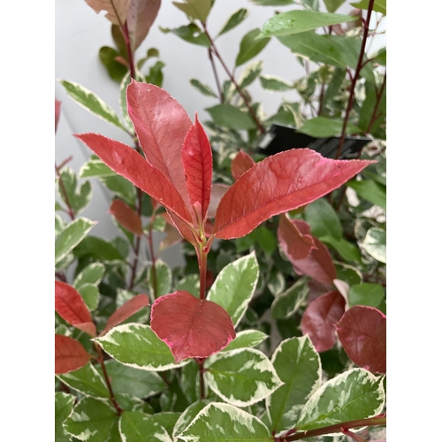 4 - TWO LARGE PHOTINIA FRASERI LOUISE SIZE C-10 160CM TALL + VAT