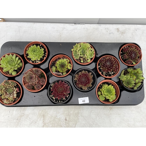 42 - TWELVE VARIOUS SEMPERVIVUM + VAT