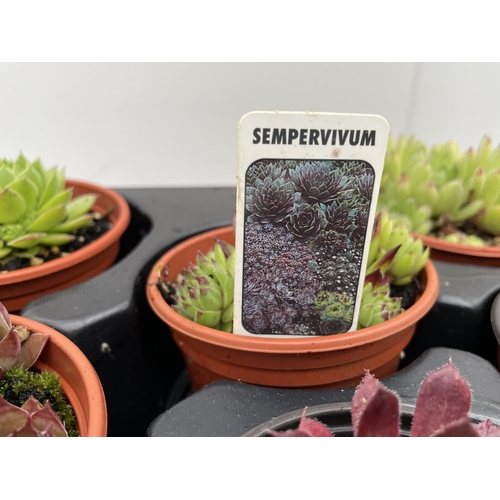 42 - TWELVE VARIOUS SEMPERVIVUM + VAT