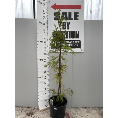 43 - A CRYPTOMERIA TREE 180CM TALL + VAT