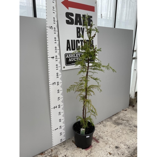 43 - A CRYPTOMERIA TREE 180CM TALL + VAT