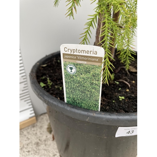 43 - A CRYPTOMERIA TREE 180CM TALL + VAT