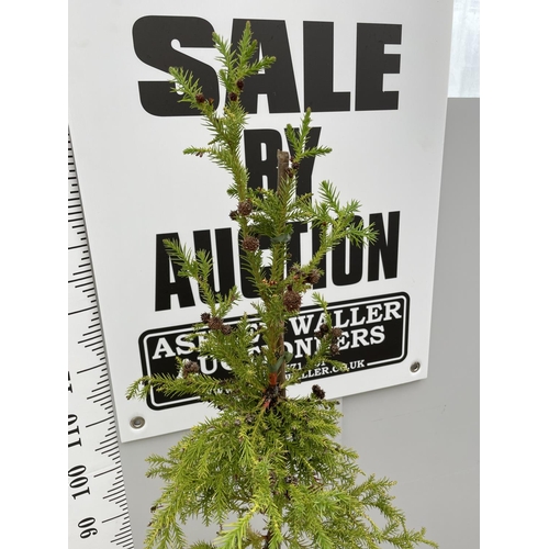 43 - A CRYPTOMERIA TREE 180CM TALL + VAT