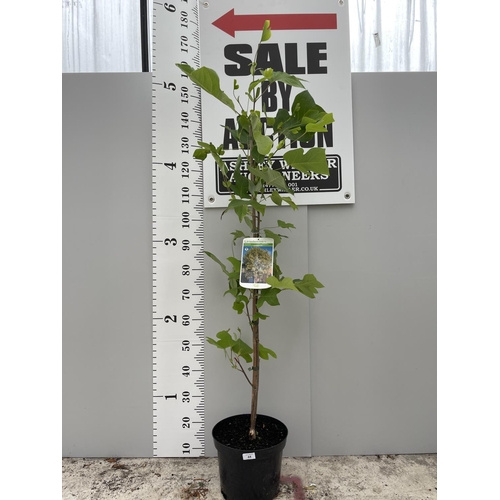 44 - A LIRIODENDRON TULIPIFERA TREE 180CM TALL + VAT