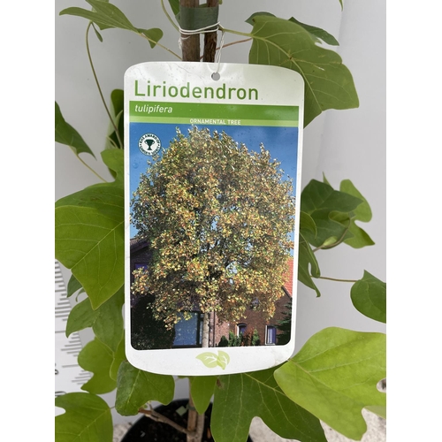 44 - A LIRIODENDRON TULIPIFERA TREE 180CM TALL + VAT