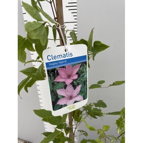 46 - THREE CLEMATIS TO INCLUDE PINK PERFECTION, HAGLEY HYBRID, AND VILLE DE LYON + VAT