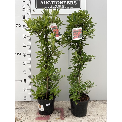 47 - TWO PYRACANTHA ORANGE PILLARS 110CM TALL + VAT