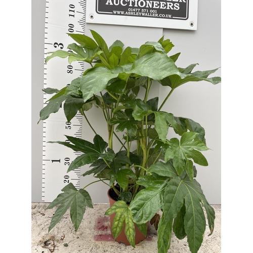 48 - A FATSISA JAPONICA IN A 4 LTR POT 100CM + VAT