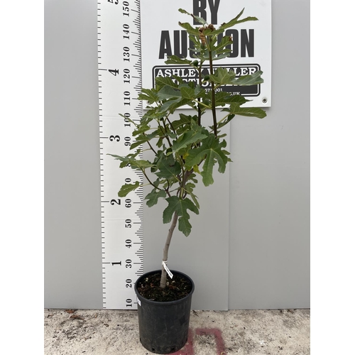 49 - A STANDARD FISCUS CARICA (FIG) TREE WITH FIGS ON, IN A 5 LTR POT 150CM TALL + VAT