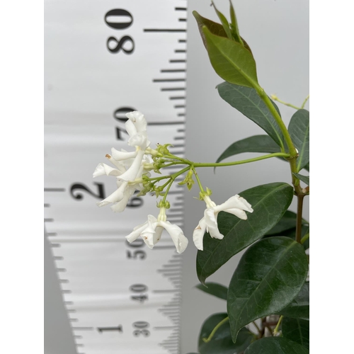 5 - A TRACHELOSPERNUM (JASMINE) PATIO READY ON A FRAME IN A 4 LTR POT 100CM TALL + VAT