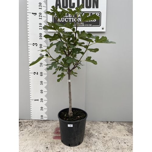 50 - A STANDARD FISCUS CARICA (FIG) TREE WITH FIGS ON, IN A 5 LTR POT 150CM TALL + VAT