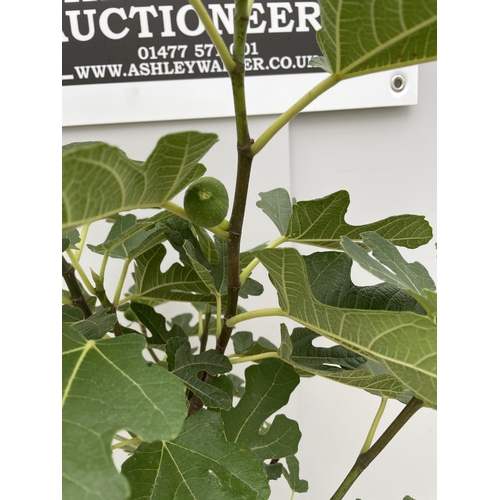 50 - A STANDARD FISCUS CARICA (FIG) TREE WITH FIGS ON, IN A 5 LTR POT 150CM TALL + VAT