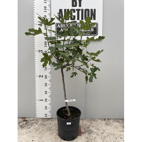 51 - A STANDARD FISCUS CARICA (FIG) TREE WITH FIGS ON, IN A 5 LTR POT 150CM TALL + VAT