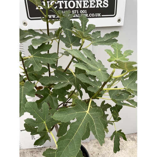 51 - A STANDARD FISCUS CARICA (FIG) TREE WITH FIGS ON, IN A 5 LTR POT 150CM TALL + VAT