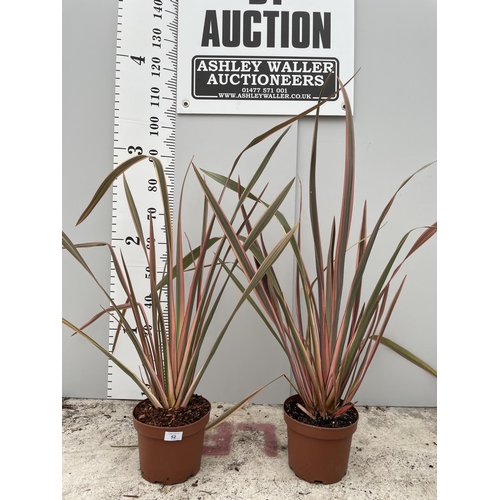 52 - TWO VARIGATED PHORMIUM SIZE C-3 120CM TALL + VAT