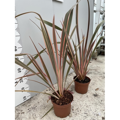 52 - TWO VARIGATED PHORMIUM SIZE C-3 120CM TALL + VAT