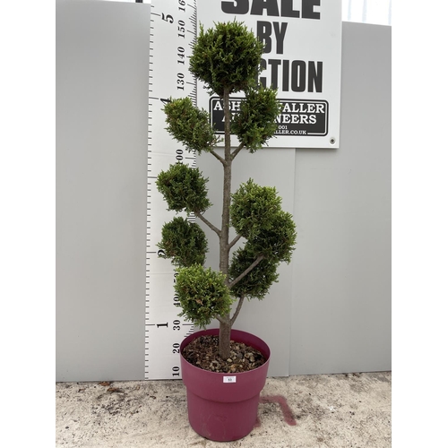 53 - A CUPRESSUS CASTLEWELLAN GOLD POM POM TREE WITH TEN POM POMS IN A 15 LTR POT 150CM TALL + VAT