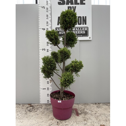 54 - A CUPRESSUS CASTLEWELLAN GOLD POM POM TREE WITH TEN POM POMS IN A 15 LTR POT 150CM TALL + VAT