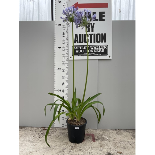 55 - A GIANT AGAPAPANTHUS WITH LARGE BLUE FLOWER HEADS  IN A 10 LTR POT 180CM TALL + VAT