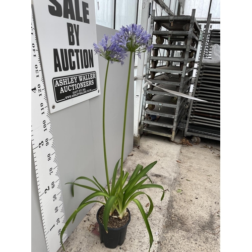 55 - A GIANT AGAPAPANTHUS WITH LARGE BLUE FLOWER HEADS  IN A 10 LTR POT 180CM TALL + VAT