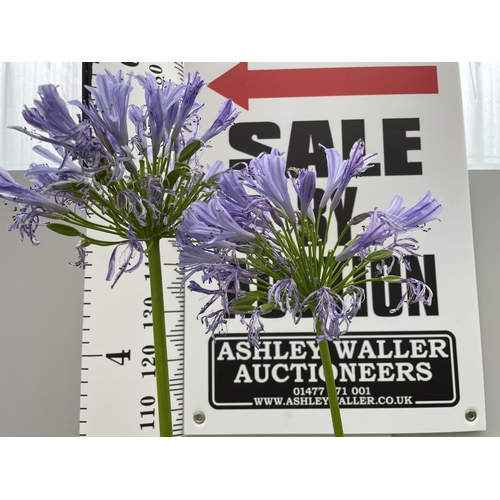 55 - A GIANT AGAPAPANTHUS WITH LARGE BLUE FLOWER HEADS  IN A 10 LTR POT 180CM TALL + VAT