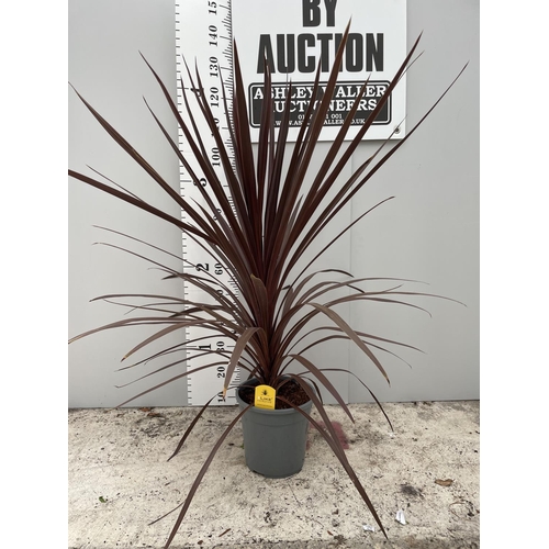 56 - A CORDYLINE RED STAR IN A 5 LTR POT 140CM TALL + VAT