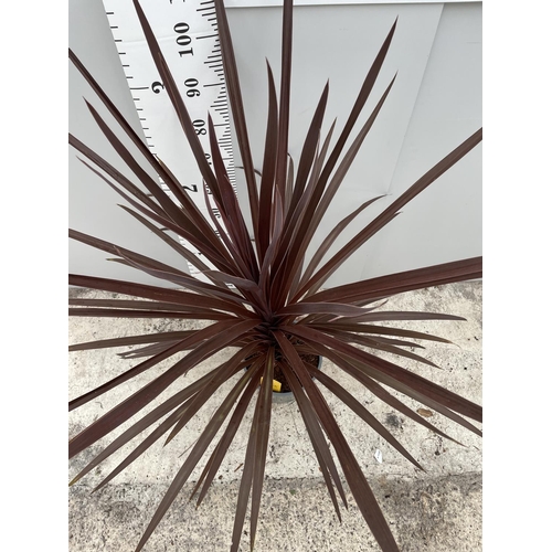 56 - A CORDYLINE RED STAR IN A 5 LTR POT 140CM TALL + VAT