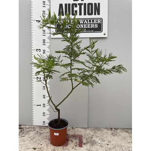 57 - A MIMOSA GAULOIS TREE IN A 3.5 LTR POT 140CM TALL + VAT