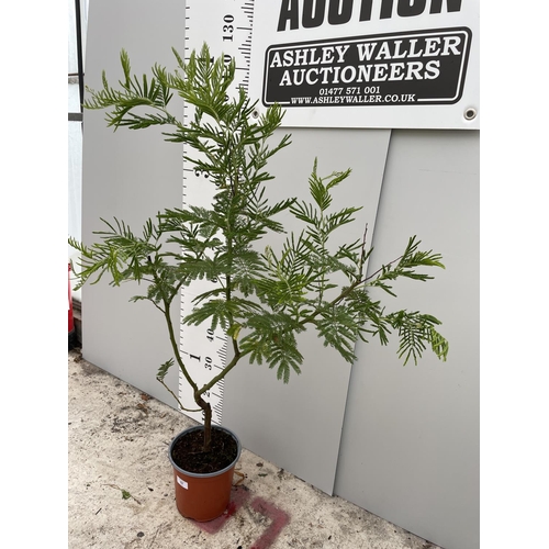 57 - A MIMOSA GAULOIS TREE IN A 3.5 LTR POT 140CM TALL + VAT