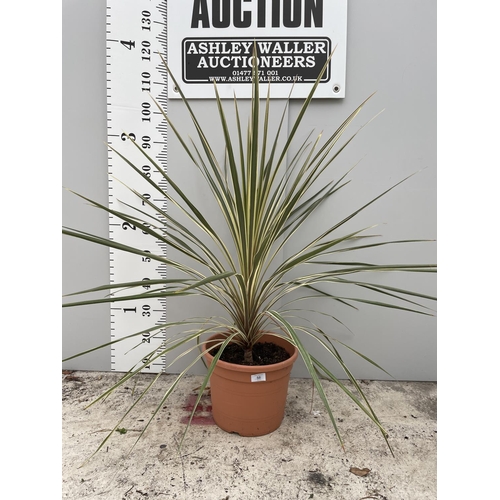 58 - A LARGE CORDYLINE TORBAY DAZZLER PLANT 120CM TALL + VAT