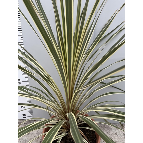 58 - A LARGE CORDYLINE TORBAY DAZZLER PLANT 120CM TALL + VAT