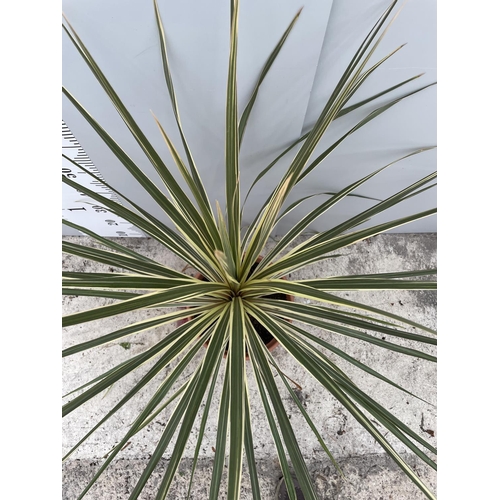 58 - A LARGE CORDYLINE TORBAY DAZZLER PLANT 120CM TALL + VAT