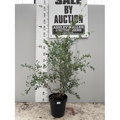 59 - A EUCALYPTUS GUNNII IN A 5 LTR POT 160CM TALL + VAT