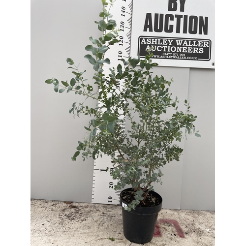 59 - A EUCALYPTUS GUNNII IN A 5 LTR POT 160CM TALL + VAT