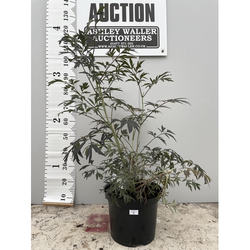 6 - A SAMBUCUS BLACK LACE SIZE C-10 120CM TALL + VAT