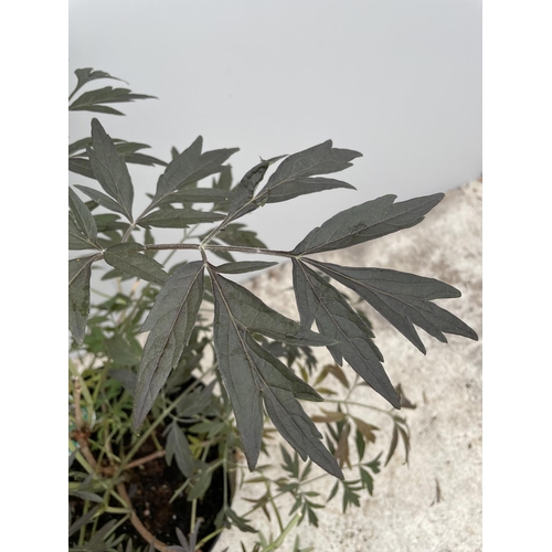 6 - A SAMBUCUS BLACK LACE SIZE C-10 120CM TALL + VAT