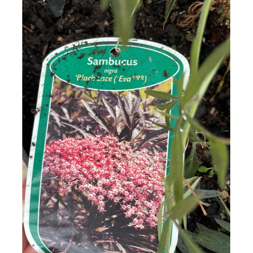 6 - A SAMBUCUS BLACK LACE SIZE C-10 120CM TALL + VAT