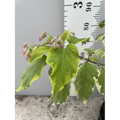 60 - A CLERODENDRUM VARIGATUM SIZE C-10 170CM TALL + VAT