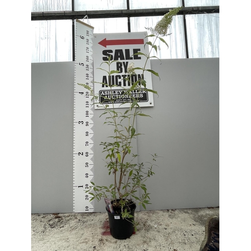 61 - A BUDDLEJA DAVIDII WITH WHITE FLOWERS SIZE C-5 OVER  200CM TALL + VAT