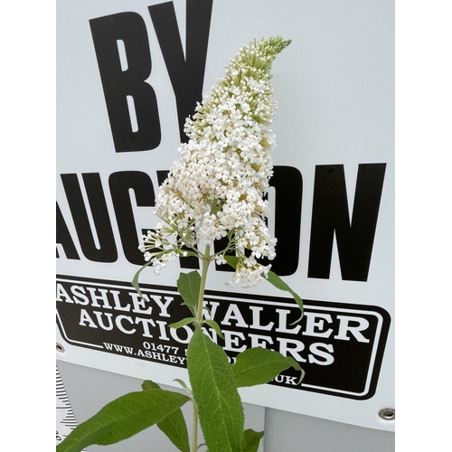 61 - A BUDDLEJA DAVIDII WITH WHITE FLOWERS SIZE C-5 OVER  200CM TALL + VAT