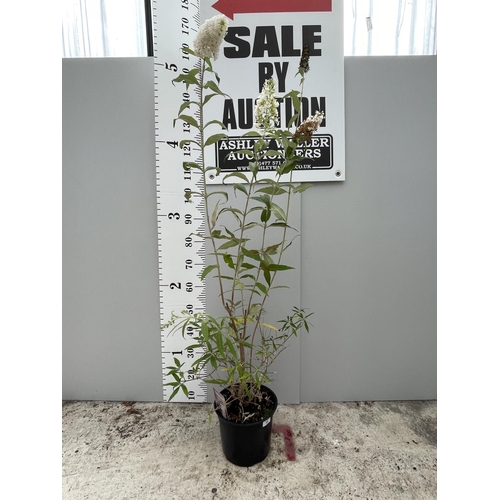 62 - A BUDDLEJA DAVIDII WITH WHITE FLOWERS SIZE C-5 OVER  200CM TALL + VAT