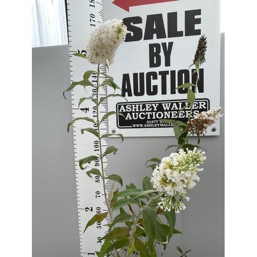 62 - A BUDDLEJA DAVIDII WITH WHITE FLOWERS SIZE C-5 OVER  200CM TALL + VAT