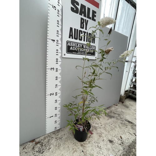 62 - A BUDDLEJA DAVIDII WITH WHITE FLOWERS SIZE C-5 OVER  200CM TALL + VAT