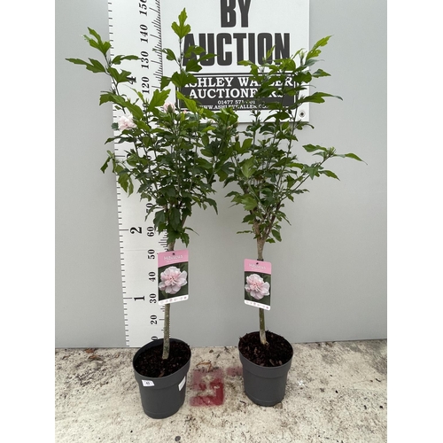 63 - TWO STANDARD HIBISCUS LADY STANLEY WITH DOUBLE PINK FLOWERS IN 3 LTR POTS 150CM TALL + VAT